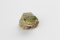 American tree frog isolated on eating