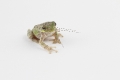 American tree frog isolated on eating long legged mosquito