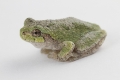 American tree frog isolated on rest on white isolated