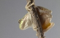 American tree frog on the branch from the bottom