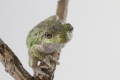 American tree frog on the branch looks at camera