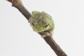 American tree frog on the branch ready to jump on camera