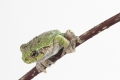 American tree frog on the branch ready to jump to the left