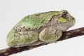 American tree frog rest on the branch side