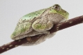 American tree frog rest on the branch side bottom