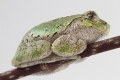 American tree frog rest on the branch side down
