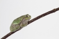 American tree frog rests on the branch far