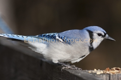 Blue Jay on railing getting to eat peanuts