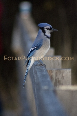Blue Jay on railing looking to the side