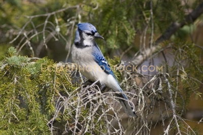 Blue Jay on spruce branch looking back