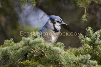 Blue Jay on spruce peaking