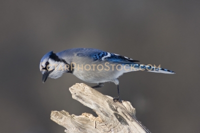 Blue Jay perching on a log looking for food