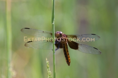 Brown dragofly with half blackk wings on grass