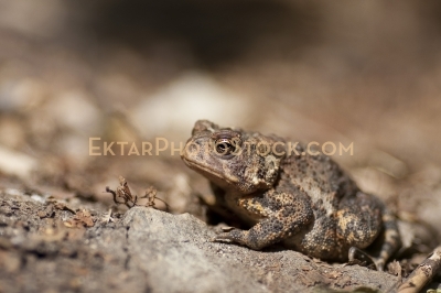 brown toad on rocks closeup