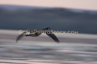 Canada goose fly by over the river blur