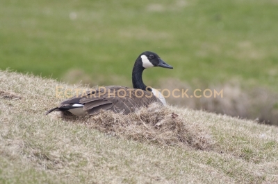 Canada goose mom sitting on the nest