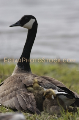 Canada goose mom with bunch o babies under wings