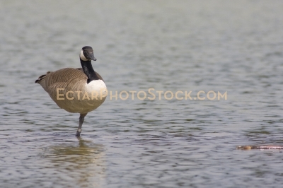 Canada goose resting on one leg in shallow waters