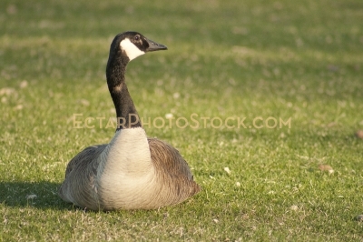 Canada goose resting on the grass alone