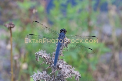 Dark blue Dragofly on dry plant top view