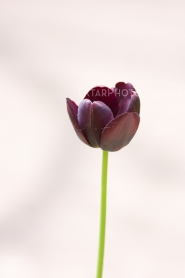 Dark red tulip on brown backround
