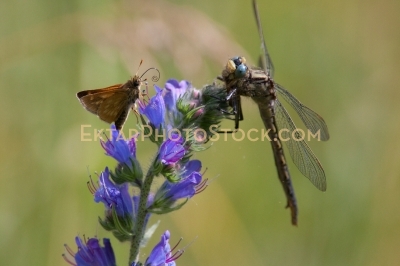 Dragofly and moth luch time