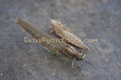 Dragonfly emerging from the larvae right