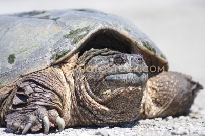 Female snapping turtle on shore laying eggs