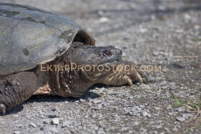 Female snapping turtle on shore laying eggs side