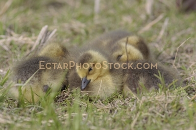 Four little Canada geese sleeping peacefylly