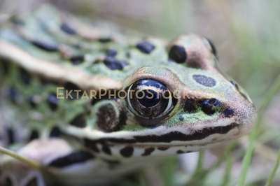 Green frog closeup eye