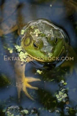 Green frog closeup in water