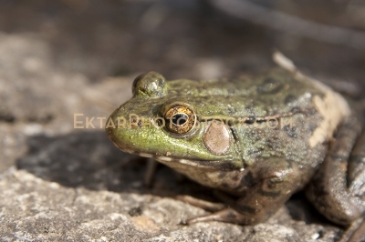 Green frog on rock closeup