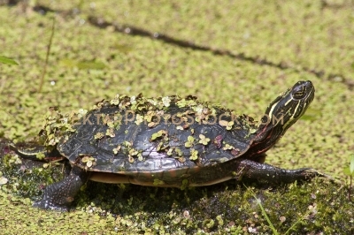 Green Turtle sunbathing on the log in the swamp covered in algy 