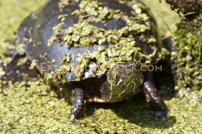 Green Turtle sunbathing on the log in the swamp covered in algy