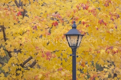 Lanter and fall foliage