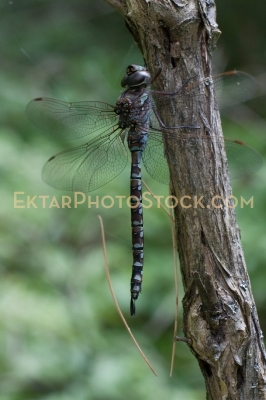 Larger hunter dragofly black blue on branch side view