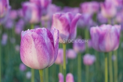 Light purple tulips