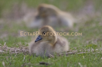 Little canada goose resting on the grass looking at me