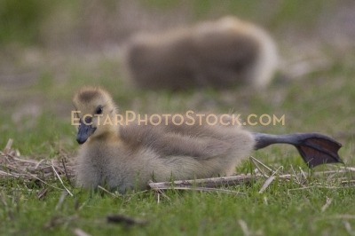 Little canada goose resting on the grass stretching