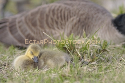 Little Canada goose sleeping peacefylly with mom gese on backgro