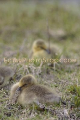 Little Canada goose sleeping peacefylly with other geslings on b