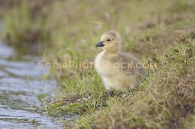 Little canada goose staring the water by the shore grass
