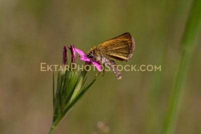 Moth on purple flower