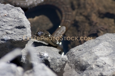 Northern water snake in water