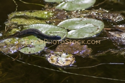 Northern water snake in water swimming