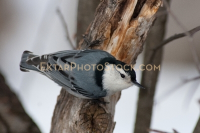 Nuthatch downward on the tree