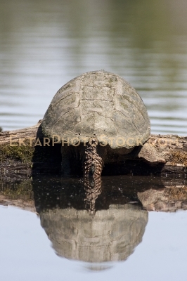 Old snapping turtle sunbathing on the log rear view