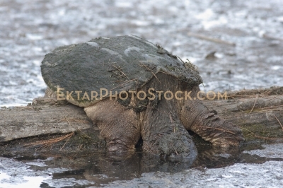 Old snapping turtle sunbathing on the log side view