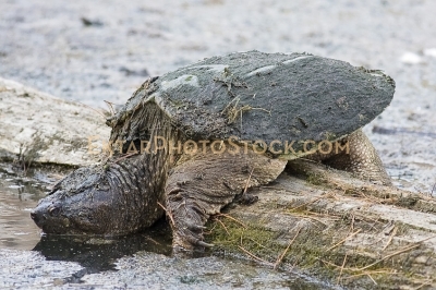 Old snapping turtle sunbathing on the log side view right
